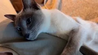 All He Wants Is to Purr in Your Arms