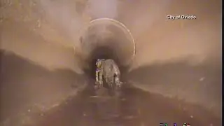 5 ft alligator found roaming in Florida storm pipes