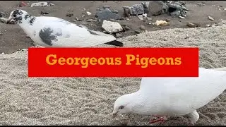 Happy Funny Pigeons Handfeeding January 30