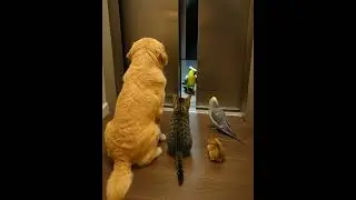 🐶🐱🦜🐹 &ldquo;When the elevator opened&hellip; they couldn&rsquo;t believe WHO was waiting! 😱😂&rdquo;