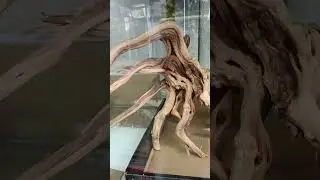 Natural Tree Root Sculpture