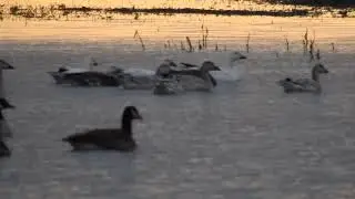 BLUE MORPH SNOW GEESE IN FLOODED FARM FIELD