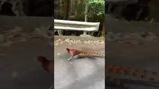 山中を走っていたらヤマドリのオスに追いかけられました〜
