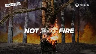 Wildfire Is Not Just Fire | The Hidden Chain Reaction Behind Forest Fires