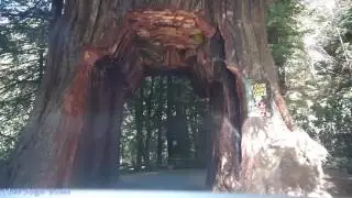 Tour Thru Tree