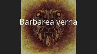 Barbarea verna