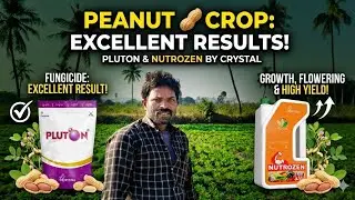 ⚡Pluton and Nutrozen 🔥 result in Peanut 🥜 corp// #viral #pluton #nutrozen #peanut #crystal9618364106
