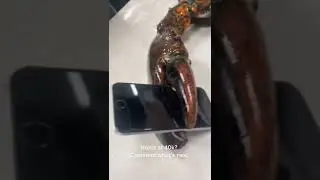 In case you were ever wondering if a lobster could crush an iPhone&hellip; 🦞📱#lobster #crush #appleiphone