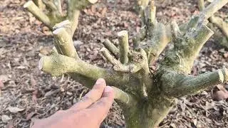 Height Reduction Prune(HRP)/ Medium Prune(MP) in Tea: Part- II #tea #farming #teatime #teagarden 