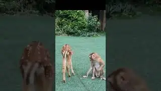 Monkey Doctor ll Monkey Makes Friends with Deer || ViralHog#shorts#video#reels