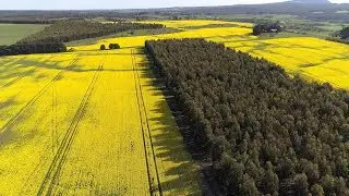 Canola fields & wind farm (drone)