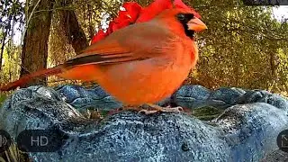 🐦 12 Minutes of Relaxing Bird Sounds | Peaceful Bird Bath & Nature Sounds for Meditation