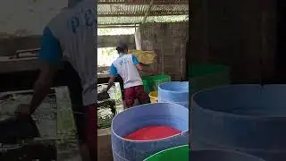 Ang tamang proseso sa paggawa Ng tauge or sprouted mongo.