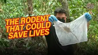 How the Key Largo Woodrat Might Help Cure Disease
