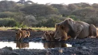 Dad’s Babysitting… and They Want Mom