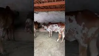 #bhadwa state ki gir cows