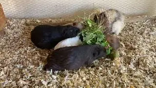 5 sinais que seu porquinho da índia está doente.