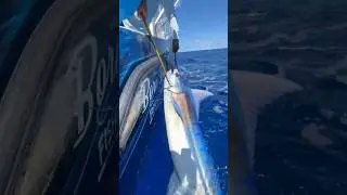74 Year Old Man VS. Blue Marlin