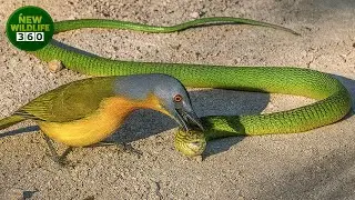 Horrifying Moments When Snakes Choose The Wrong Opponent, With A Costly Outcome | animal attacks