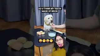 owner giving hard egg to dog, dog refused to eat😜#funny #pets #doglover #shorts#dog#fypシ゚#viral