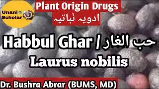 Habbul Ghar / حب الغار,  Laurus nobilis,  Cherry laurel,  Advia Mufradah