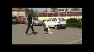 Off leash training-distractions-Siberian husky with Dogtra