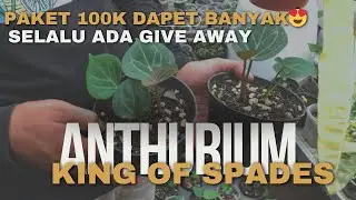 ANTHURIUM KING OF SPADES | PAKET 4 TANAMAN 100 RIBU
