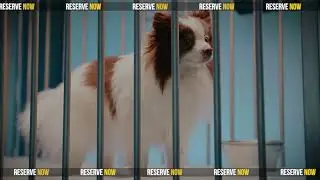 PETME Summer Vacation Offer | Pet Boarding | Pet Training | Dubai