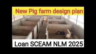 Pig farm design plan । Pig farming Loan SCEAM NLM 2025। Pig farming for beginners ।