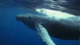 The Whale Waltz