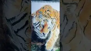 DAY 7 CLASS FOR Tiger water colour painting