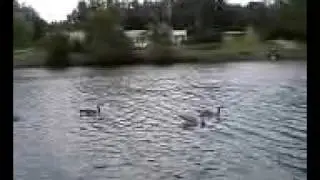 Upside down Geese