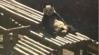 Explore org Gengda Valley Giant Panda Hua Yang