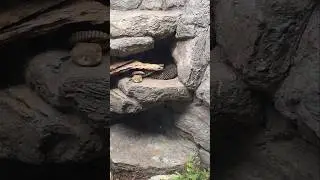 Timber Rattlesnake గాడు, Wildlife, snakes in USA, highway venomous snake