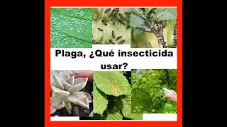 PULGON, MOSCA BLANCA, TRIP, ARA&Ntilde;A BLANCA, GUSANO, ARA&Ntilde;A ROJA...&iquest;QUE INSECTICIDA USAR?