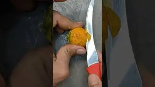 Areca nut fruit cutting #ytshorts #fruits #shorts #short #reels #trending #arecanut