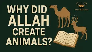 Animals - Why Did Allah Create Them?