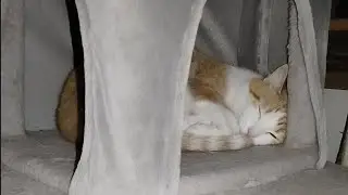 Cat Sleeps with One Eye Open 