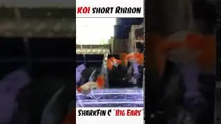 #Shorts Koi Red Ear Short Body Ribbon SharkFin C Dumbo BigEars