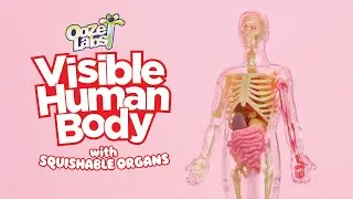 Ooze Labs: Visible Human Body with Squishable Organs