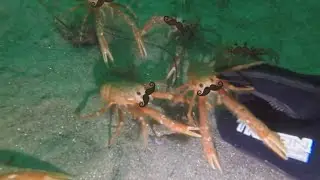 Spy Crabs Investigating Hand irl (French edition)