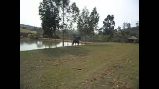 Capricho Chargus