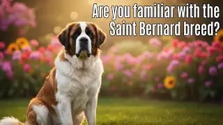 The Truth About Saint Bernards: Giant Angel or Slobbery Mess?