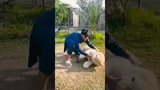 #lion #tiger #animals #dog #comedy #explore #keşfet #muhammad_shakoor