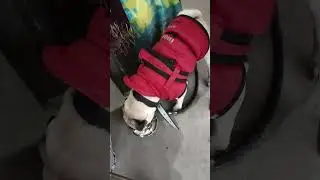 #coco#trending #music #rap #trending #pug #mypug #speakpug #shortvideo #pets #trendingshorts #funny