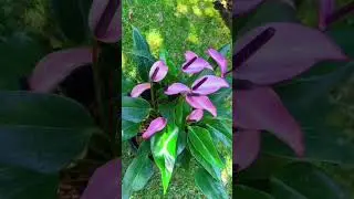 Plants Kerala # shot # Anthurium # A Little Shine From Nature🌸