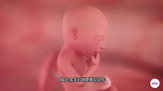 怀孕13-28周，胎宝宝每周发育全解析📝