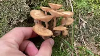Eating ringless honey mushroom (Armillaria tabescens)