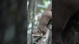 9 amazing facts about Gray squirrels #graysquirrel #wildlife #amazingfacts