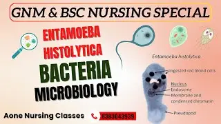 Entamoeba Histolytica | Microbiology |